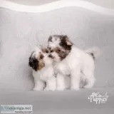 Have Pretty Yorkie puppies for sale