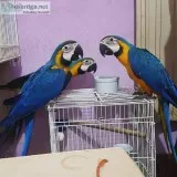 macaw and other Parrots  available for sale