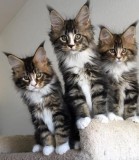 Maine Coon Kittens now for sale
