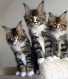 Maine Coon Kittens now for sale