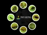 Pest Control Katoomba
