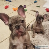 Sweet and lovely French Bulldog puppies for sale .