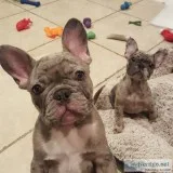 Sweet and lovely French Bulldog puppies for sale .