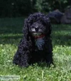 Booker Male F1b Mini Goldendoodle