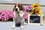 Bella Female Redtick Coonhound