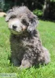 Brandy Female F1b Mini Goldendoodle