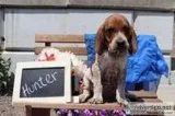 Hunter Male Redtick Coonhound