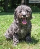 Bacardi Female F1b Mini Goldendoodle