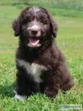 Dan Male Mini Aussiepoo