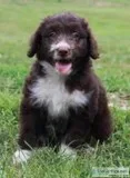 Daisy Female Mini Aussiepoo
