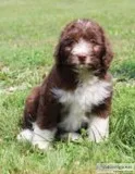 Darek Male Mini Aussiepoo