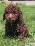 Bentley Male F1b Mini Goldendoodle