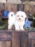 Ryan Male Maltese Mix
