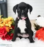 Posie Female Boxer