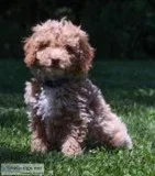 Boron Male F1b Mini Goldendoodle