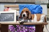 Woody Male Redtick Coonhound