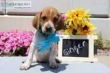 Ginger Female Redtick Coonhound