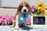 Daisy Female Redtick Coonhound