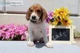 Lacey Female Redtick Coonhound