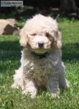 Benson Male F1b Mini Goldendoodle