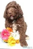 Bandit Male Newfypoo
