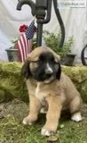 Daisey Female Saint Bernard Mix