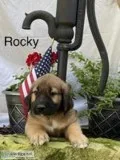 Rocky Male Saint Bernard Mix