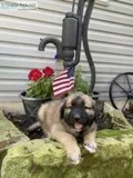 Tank Male Saint Bernard Mix