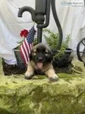 Roxy Female Saint Bernard Mix
