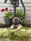 Zoe Female Saint Bernard Mix