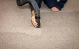 Hire flooded carpet drying Melbourne protect your family and you