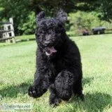 Maverick Male F1b Goldendoodle