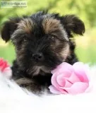 Princess Female Yorkie