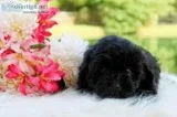 Clara Female Shihpoo