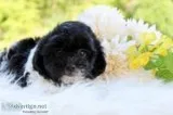 Carver Male Shihpoo