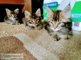 Purebred maine c--n kittens