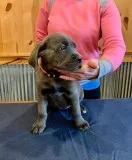 cane corso puppies