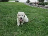 Tony Male AKC Golden Retriever