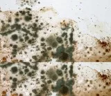Reliable Mold Removal and Remediation Services in Maple Grove