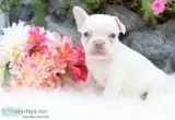 Raven Female French Bulldog