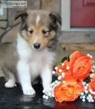 Cruise Male ACA Mini Shetland Sheepdog