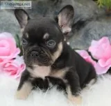 Fancy Female French Bulldog