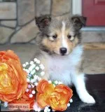 Charmond Male ACA Mini Shetland Sheepdog