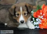 Zeus Male ACA Mini Shetland Sheepdog