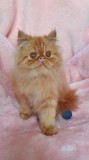 Persian Kitten For Sale
