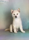 Tosh Male AKC Shiba Inu