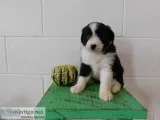 Charlie Male Mini Aussiepoo