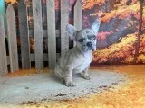 Diva Female AKC French Bulldog