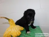 Clara Female Mini Aussiepoo