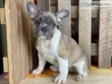 Dude Male AKC French Bulldog
